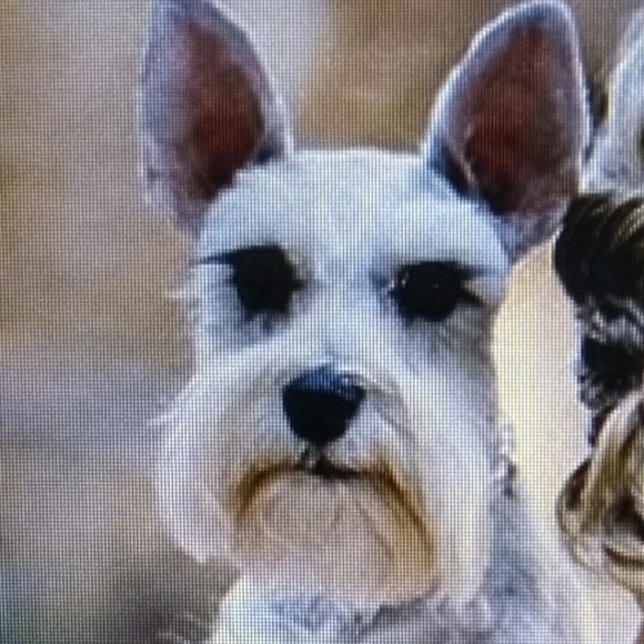 Meet your Posher, Kiki - Picture 2 of 8